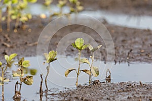 Young soybean plant injury, damage and dead from flooding after storms flooded farm fields