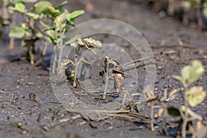 Young soybean plant injury, damage and dead from flooding after storms flooded farm fields