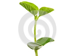 Young soybean plant isolated on white, Glycine max