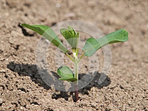 Young soybean plant on soil, Glycine max