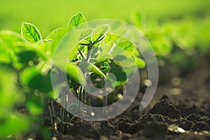 Young soybean plants growing in cultivated field photo