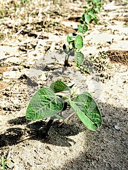 Young soybeans planted in a row in a Nebraska field