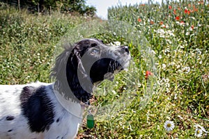 Young spaniel puppy looking up whilst stood in a meadow.