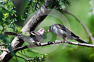 Young Sparrow Being Fed by its Parent