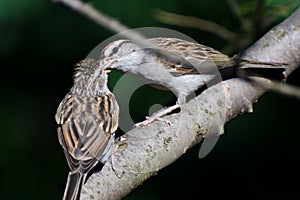 Young Sparrow Being Fed by its Parent