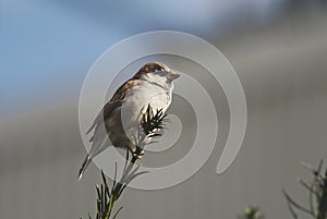 Young sparrow