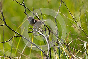 A young sparrow perched on a branch.