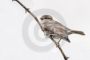 A young sparrow perched