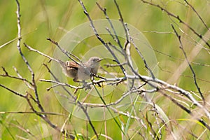 A young sparrow perched on a branch.