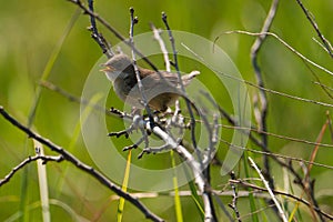 A young sparrow perched on a branch.