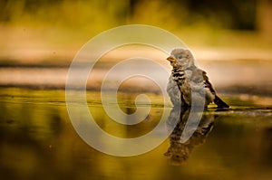 Young sparrow reflecting in puddle of rainwater