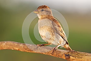 Young sparrow sit in the sun