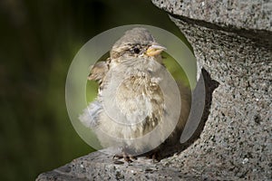 Young sparrow sitting on a stone sculpture