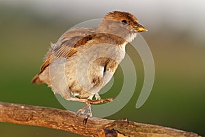 Young sparrow takes a step to the first flight