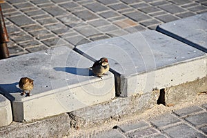 Young sparrows at home.