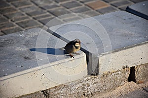 Young sparrows at home.