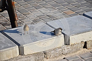 Young sparrows at home.