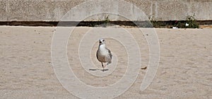 young specimen bird walking on small beach