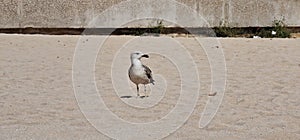 young specimen bird walking on small beach