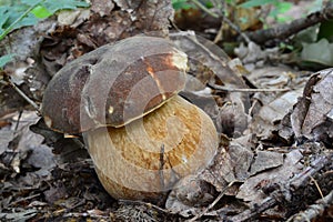 Young specimen of Boletus aereus or Dark cep mushroom