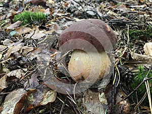 Young specimen of Boletus aereus or Dark cep mushroom. Stock Photo