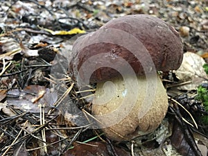 Young specimen of Boletus aereus or Dark cep mushroom. Stock Photo