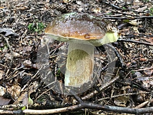 Young specimen of Boletus aereus or Dark cep mushroom. Stock Photo