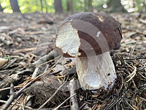 Young specimen of Boletus aereus or Dark cep mushroom. Stock Photo