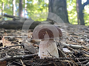 Young specimen of Boletus aereus or Dark cep mushroom. Stock Photo