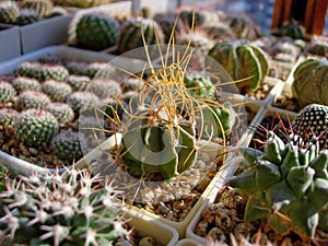Young specimen of cactus Astrophytum senile var. aureum