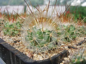 Young specimen of cactus Mammillaria apozolensis var. saltensis L1045