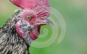 Young specimen of chicken of pekin breed A