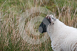 Young specimen of Scottish Blackface