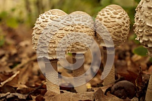 Young specimens of macrolepiota procera with their cap still closed.