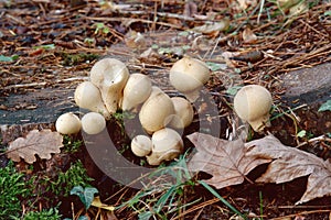 Young specimens of pear-shaped puffball mushroom