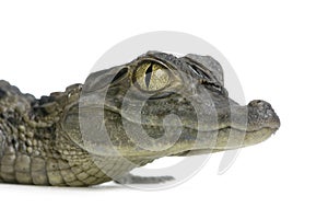 Young Spectacled Caiman