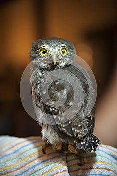Young Spectacled Owl