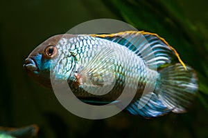 Young spectacular adult male of Nannacara anomala neon blue or dwarf neon nannacara fish