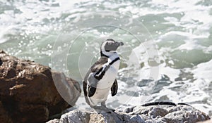 A young Spheniscus demersus Spheniscus demersus, is standing on a rock