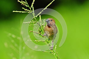 Young spice finch in the park