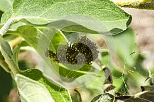 Young Spider Cluster Closeup