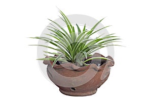 Young Spider Plant or Chlorophytum bichetii Karrer Backer plant is growing in brown pot isolated on white background.