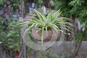 Young Spider Plant or Chlorophytum bichetii Karrer Backer plant is growing and hangign in brown pot in the garden.