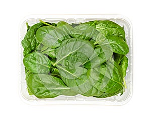 Young spinach leaves, fresh picked Spinacia oleracea, in plastic container