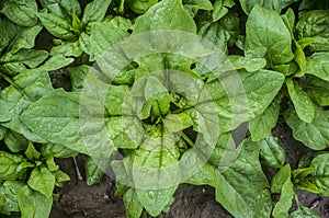 Young spinach plan. Overhead shot