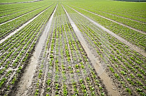 Young spinach plantation at Vegas Bajas del Guadiana, Spain