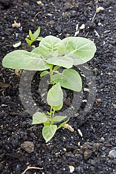 Young spinach plants