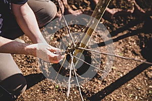 Young spindlebush apple tree planting in the own garden