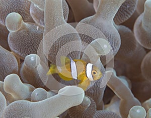 Young Spine-cheek Anemonefish