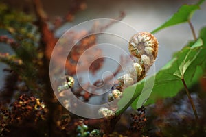 A young, spiralling fern among the leaves on a fuzzy background in a spring arboretum